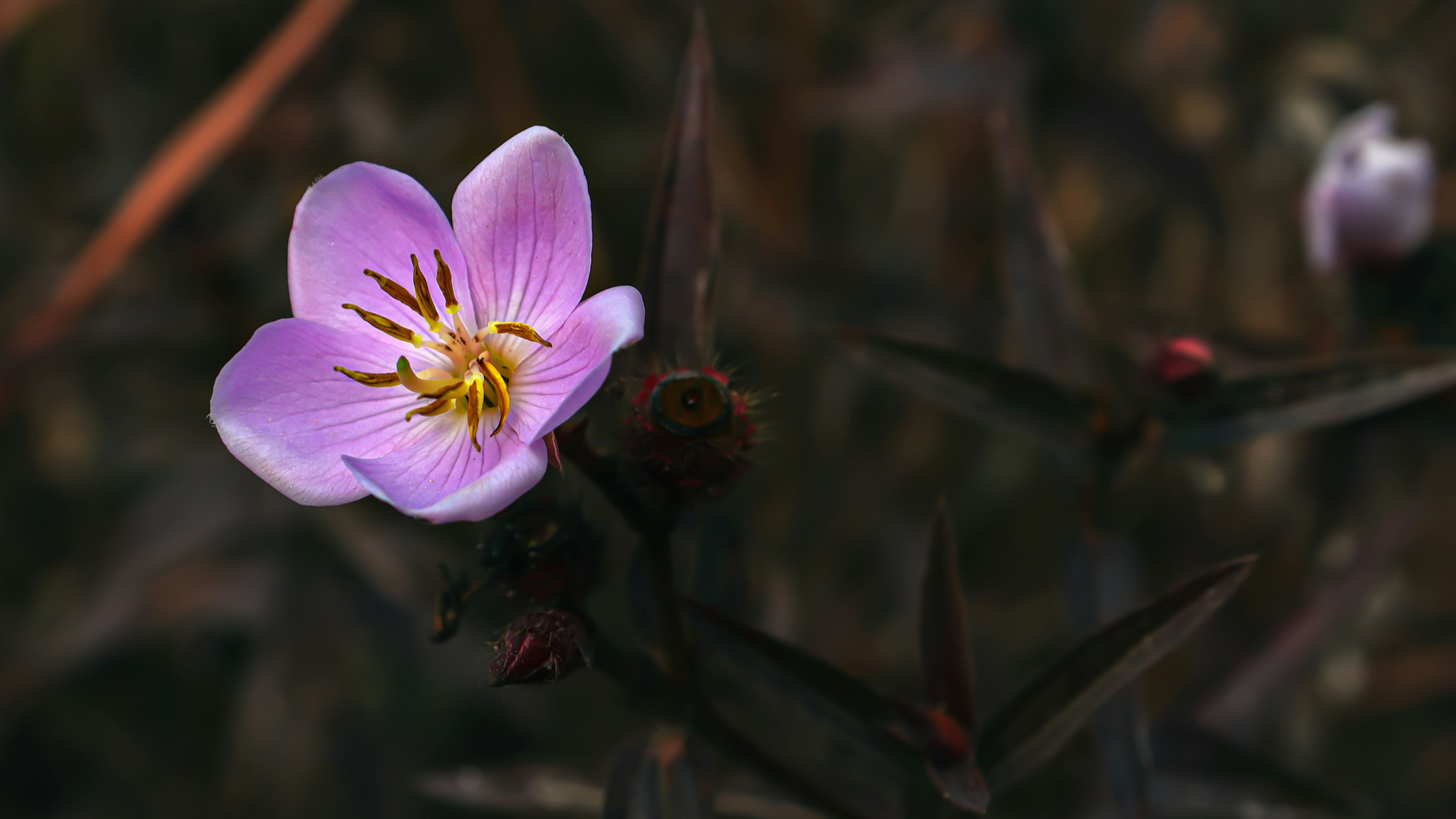 purple and white flower in tilt shift lens