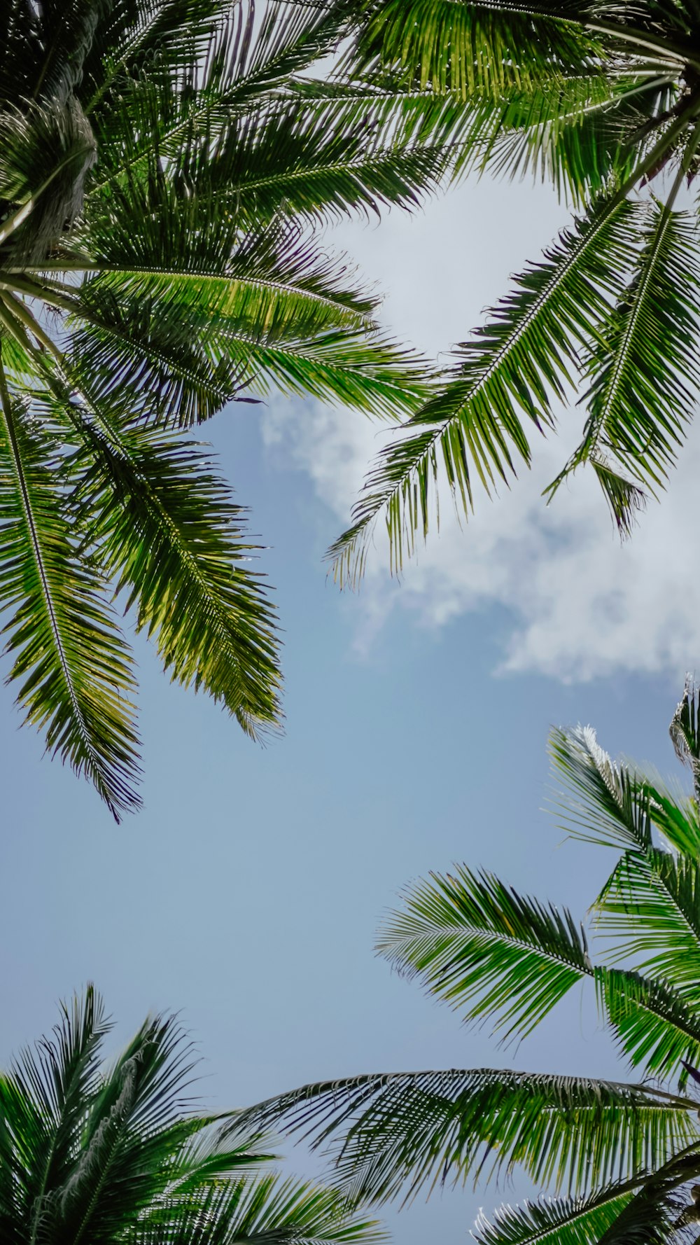 green palm tree under blue sky during daytime