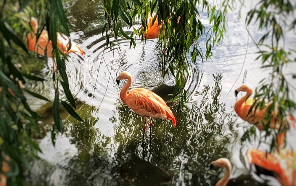 flamingos alaranjados na água durante o dia
