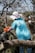 A person wearing a wide-brimmed hat and a blue t-shirt with a logo engages in a cleanup effort in a wooded area. They are pulling on some debris with orange gloves, surrounded by leafless trees.