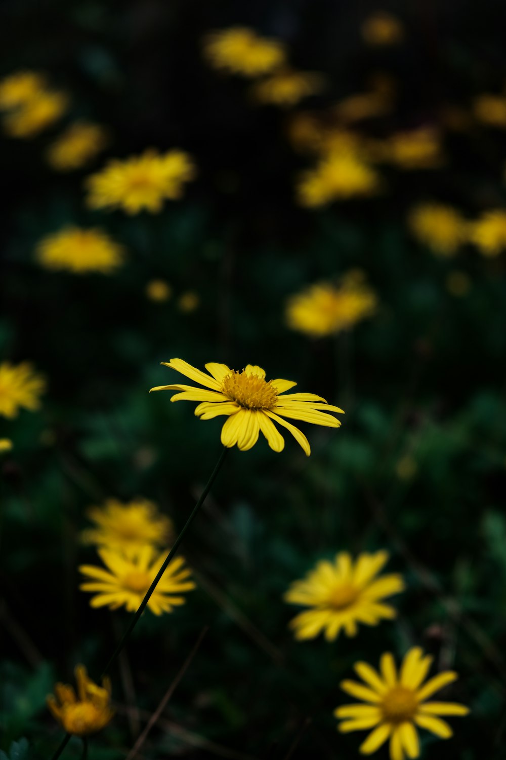 yellow daisy in bloom during daytime