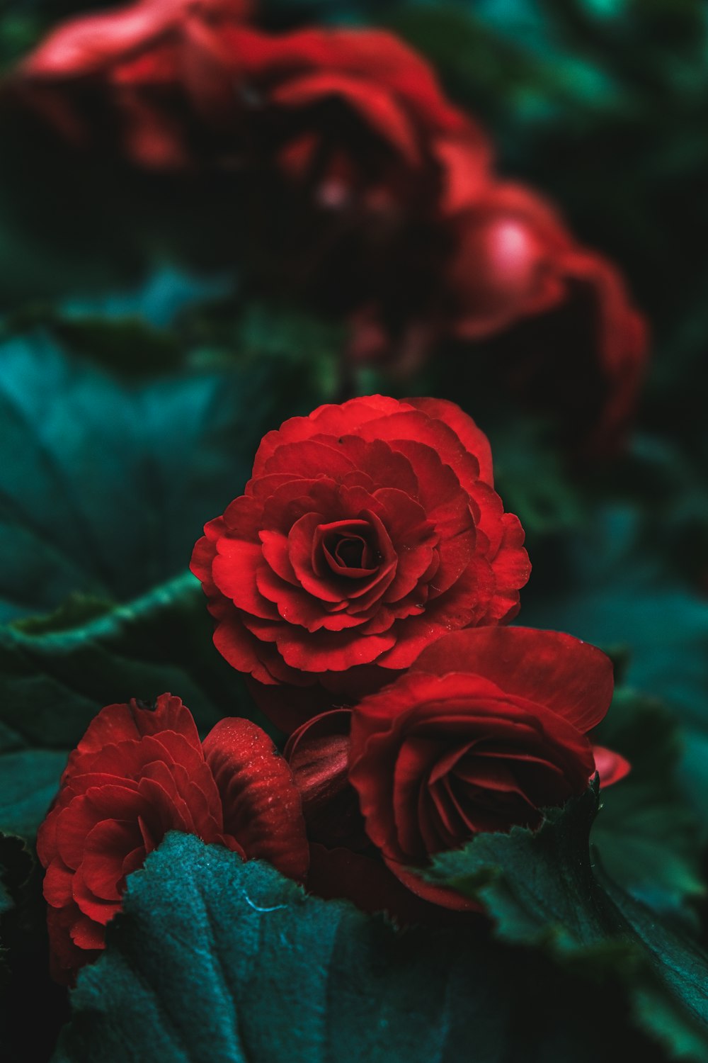 red rose in close up photography