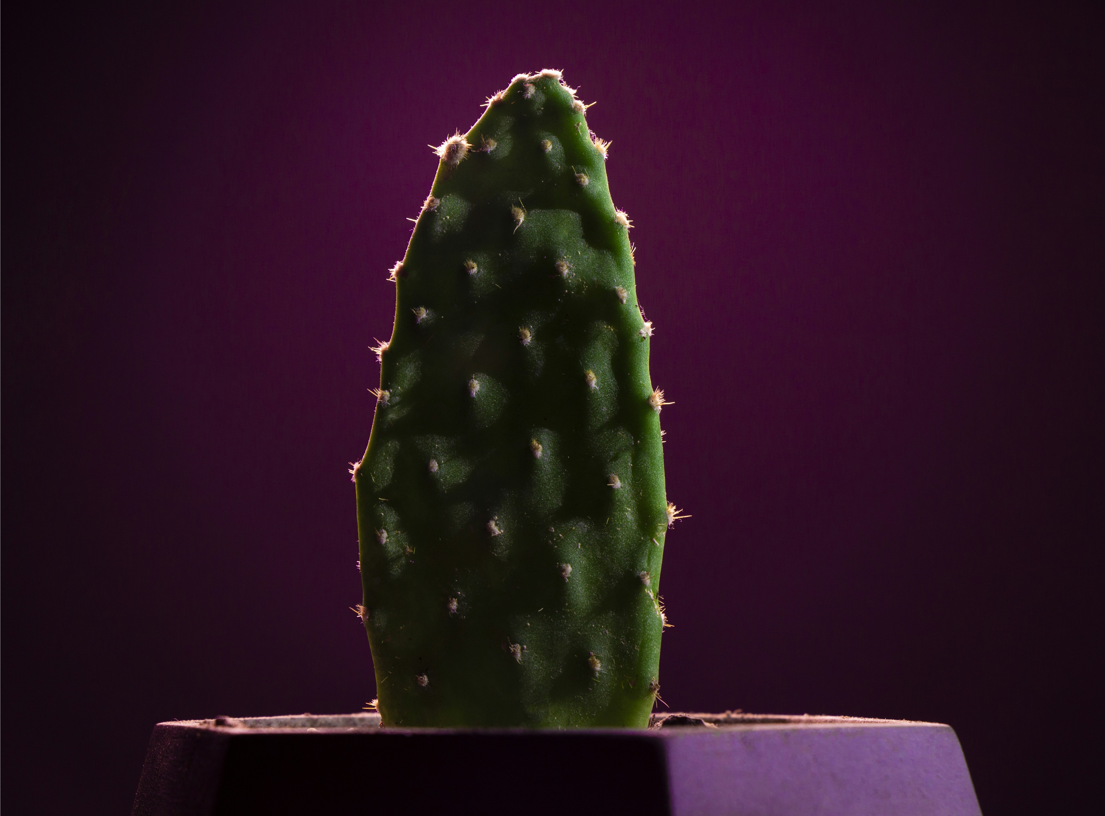 Cactus Pink and green in a Concrete pot , minimal and flat flower
