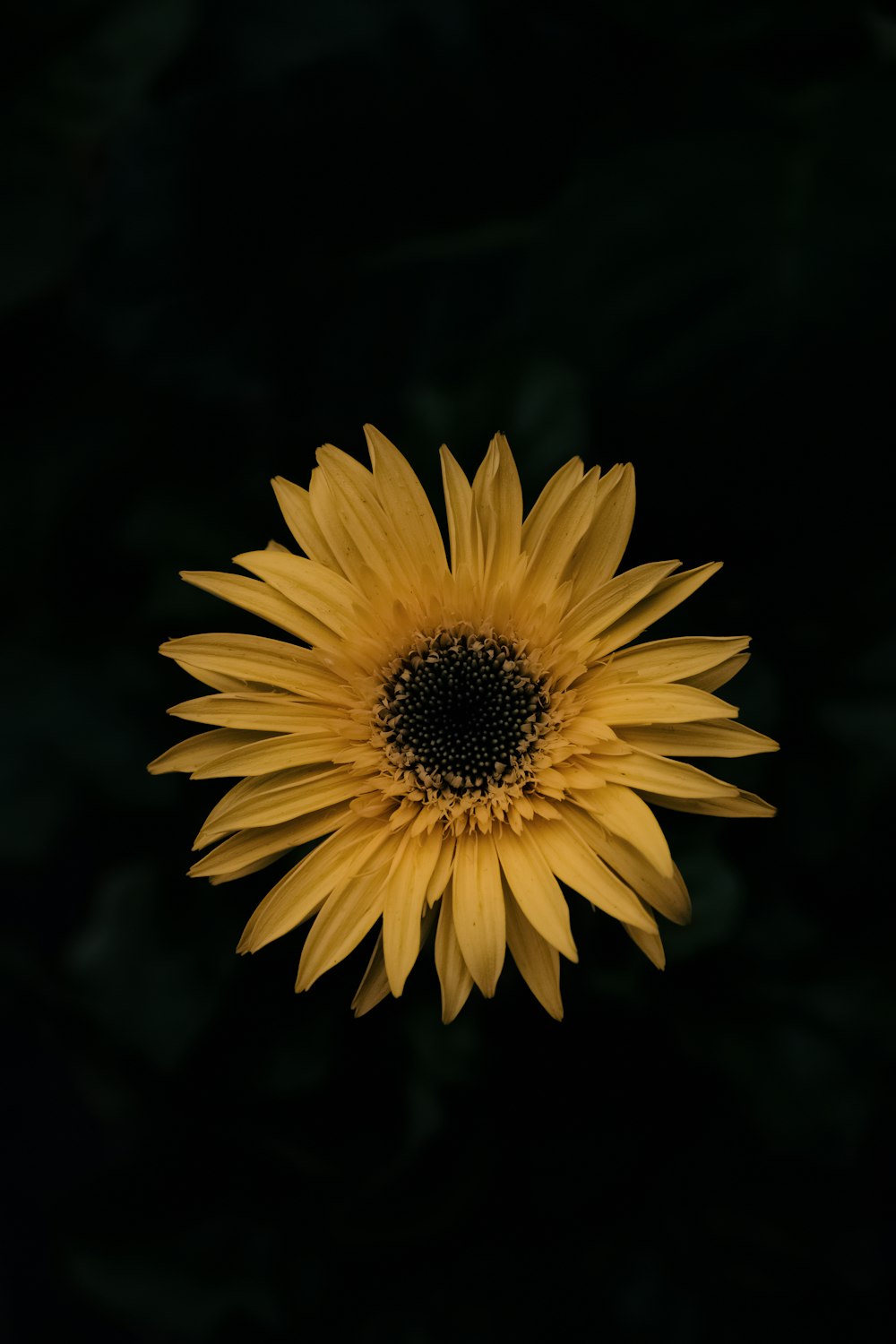 yellow sunflower in close up photography