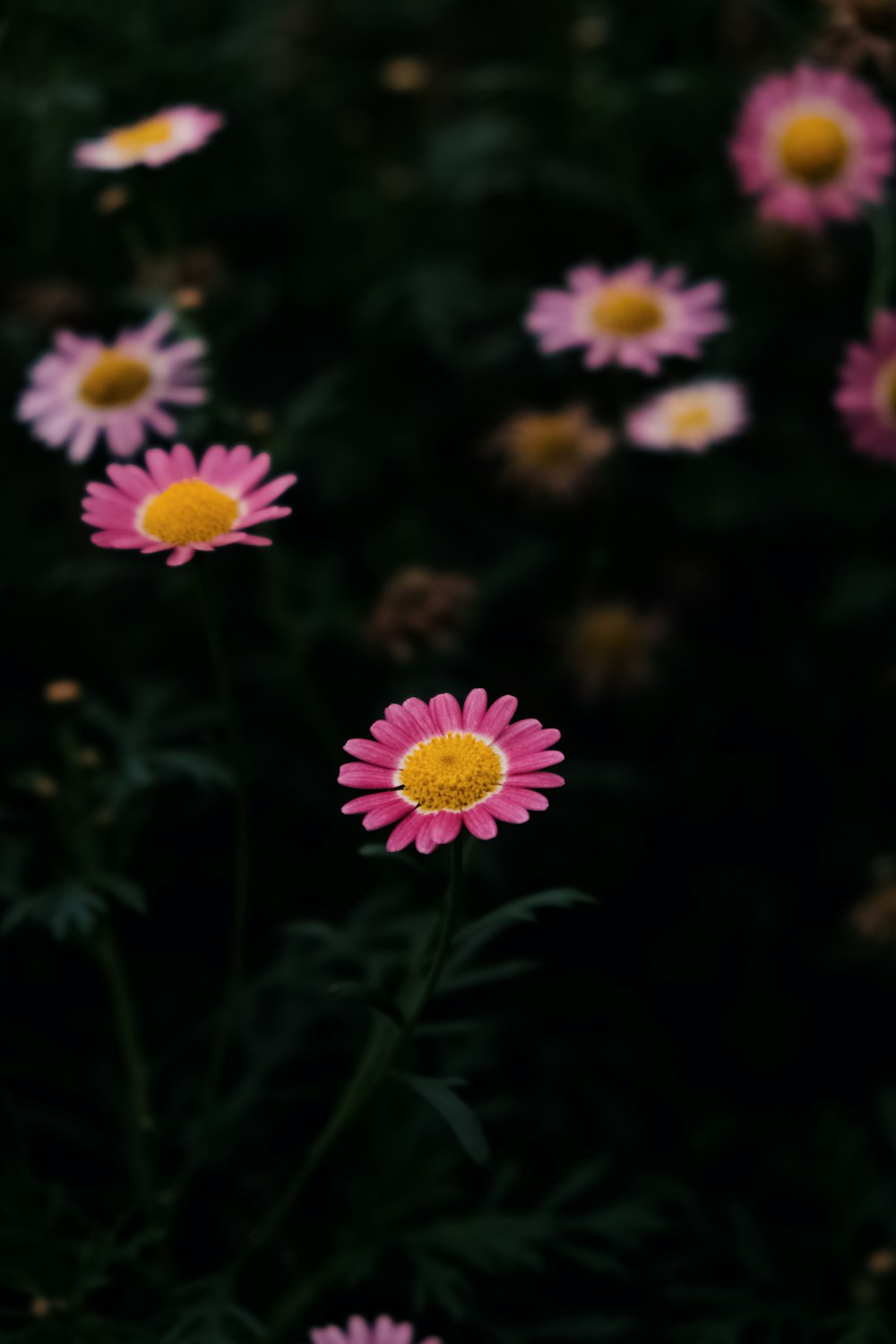 purple flowers in tilt shift lens