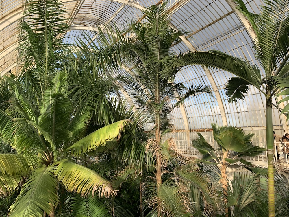 green palm tree inside greenhouse
