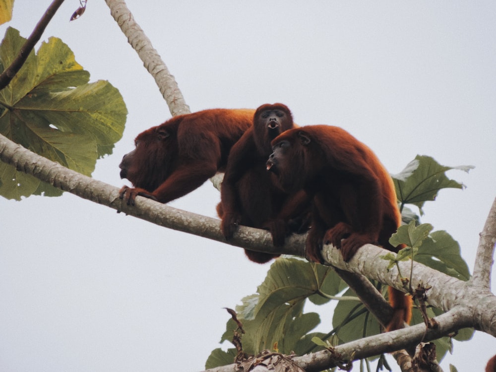 brown monkey on tree branch during daytime