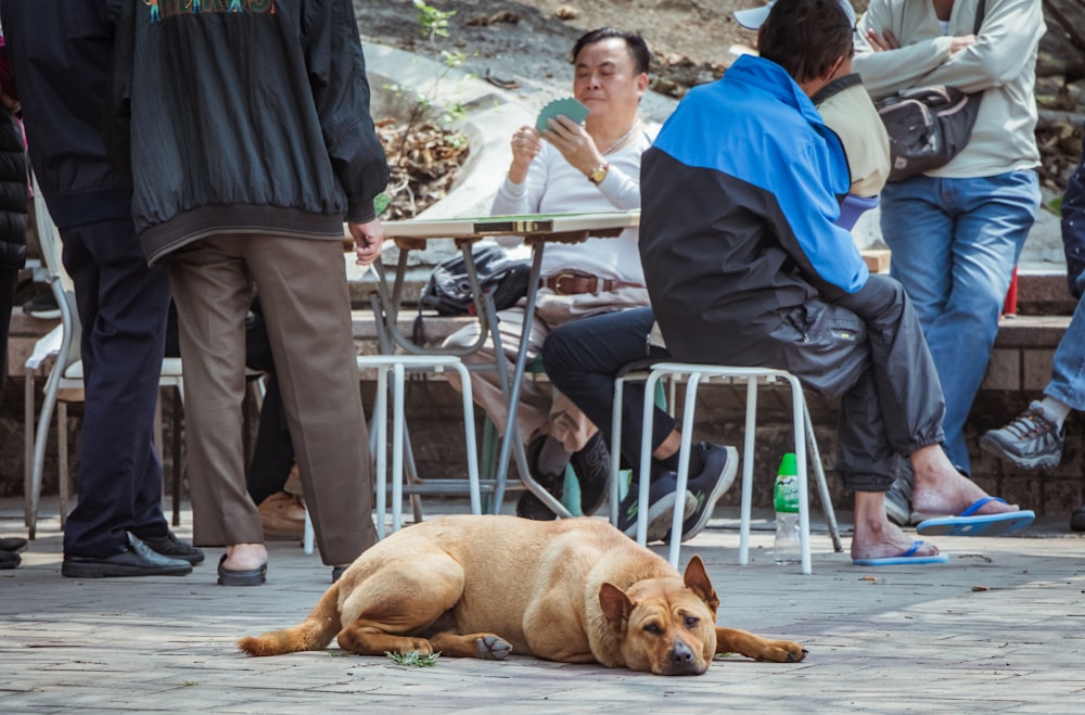 man in blue dress shirt standing beside brown short coated dog