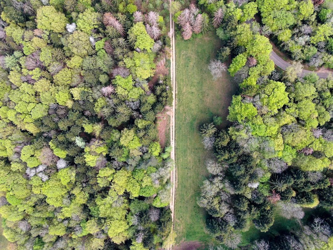 aerial view of green trees and road