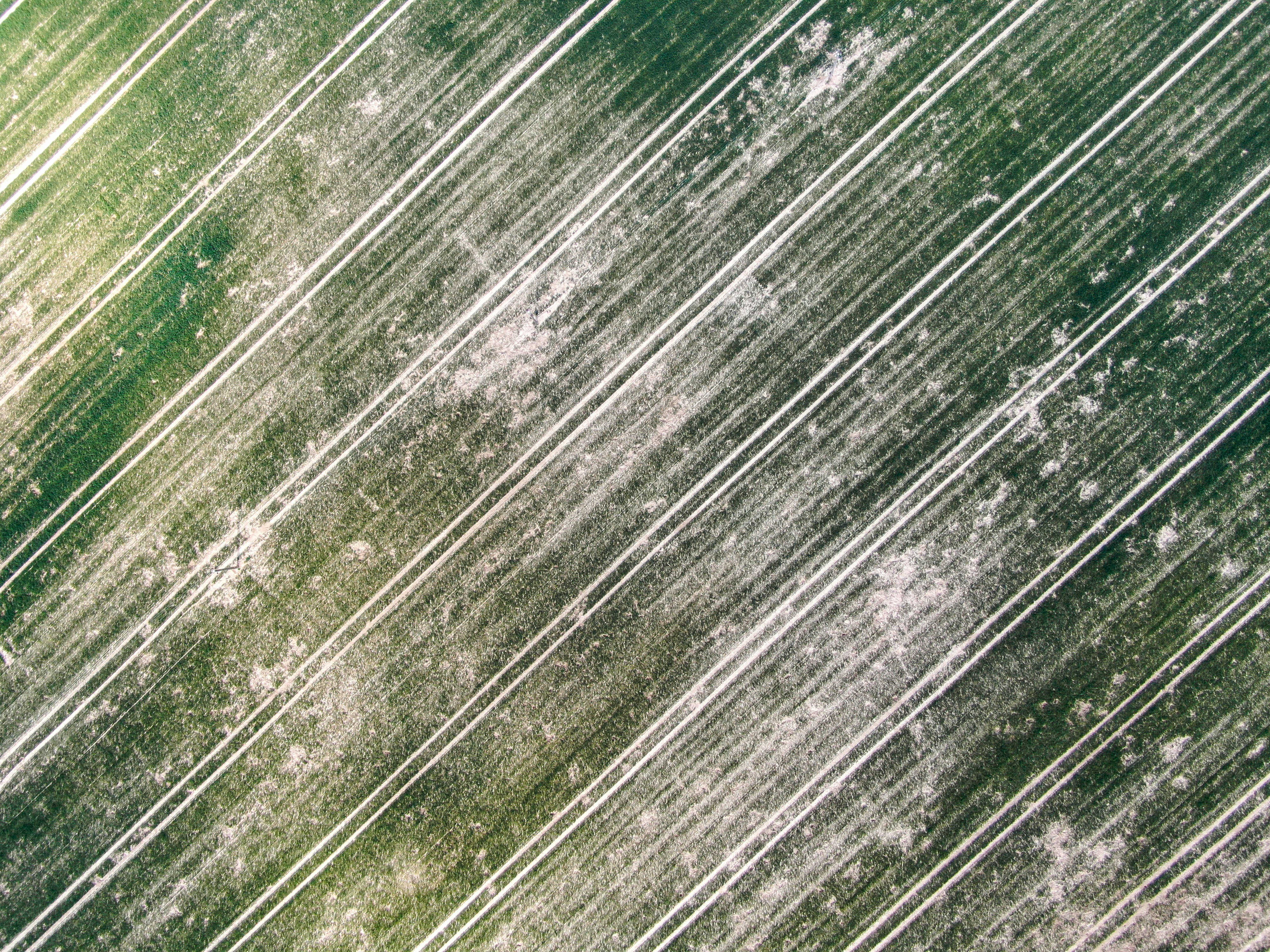 green and white wooden surface