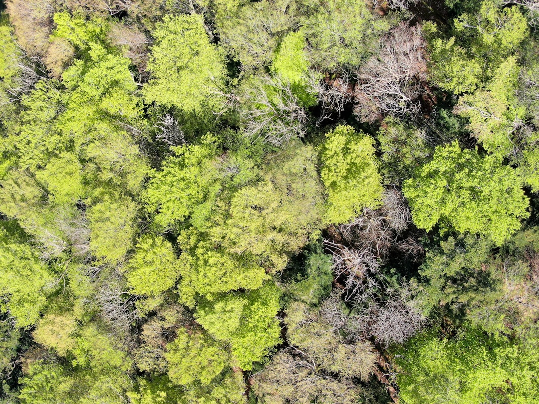 green and brown plant on brown soil