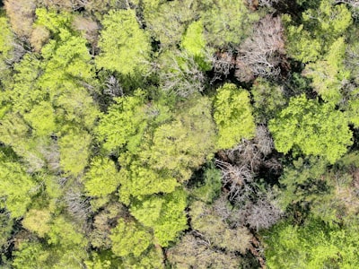 green and brown plant on brown soil