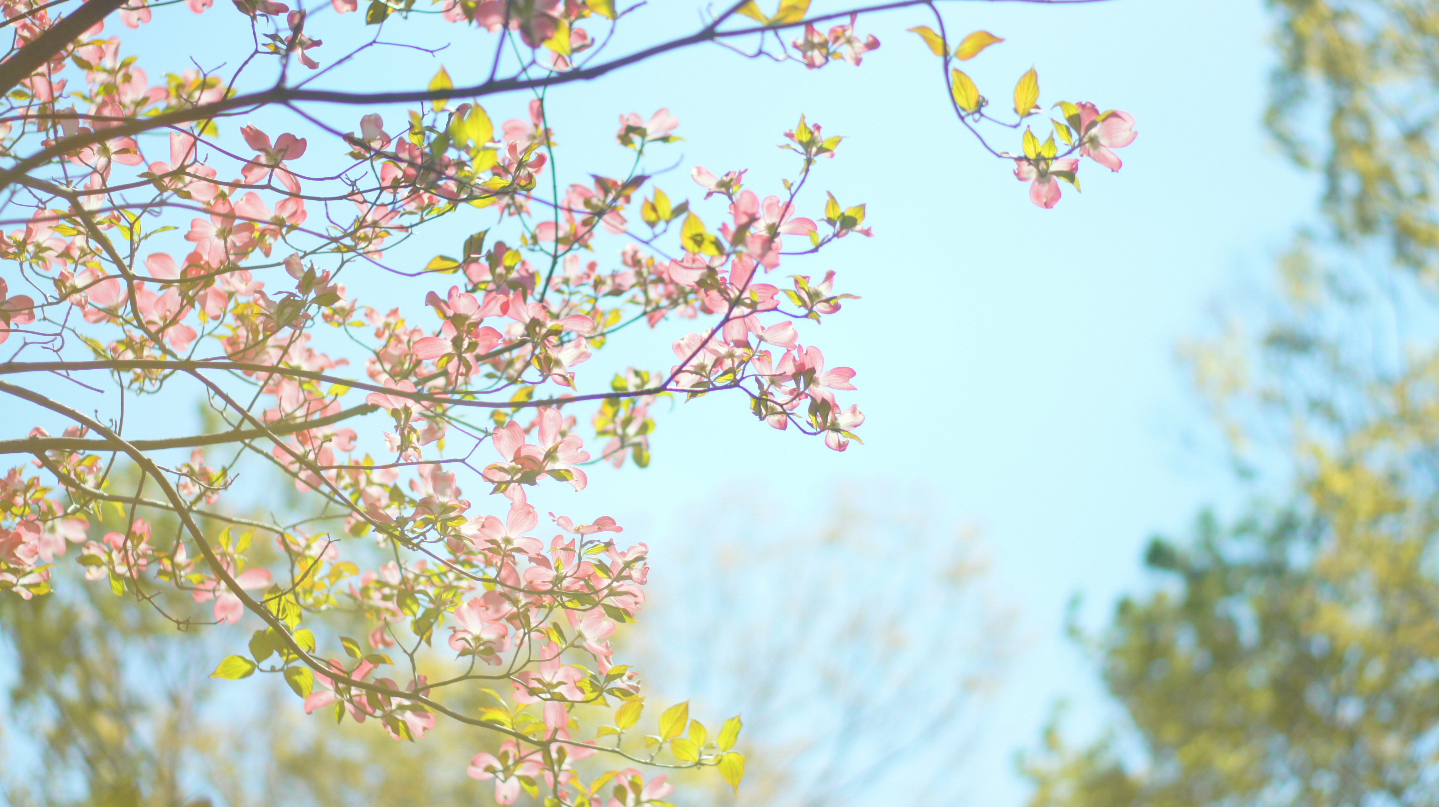 Photo by kiyomishiomura