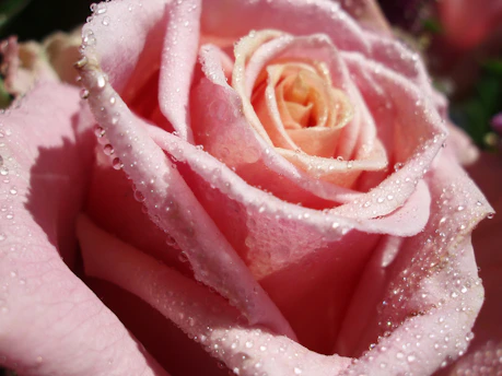 A close-up of a delicate pastel pink rose with soft dewdrops, evoking the gentle elegance of éclatvelours skincare.