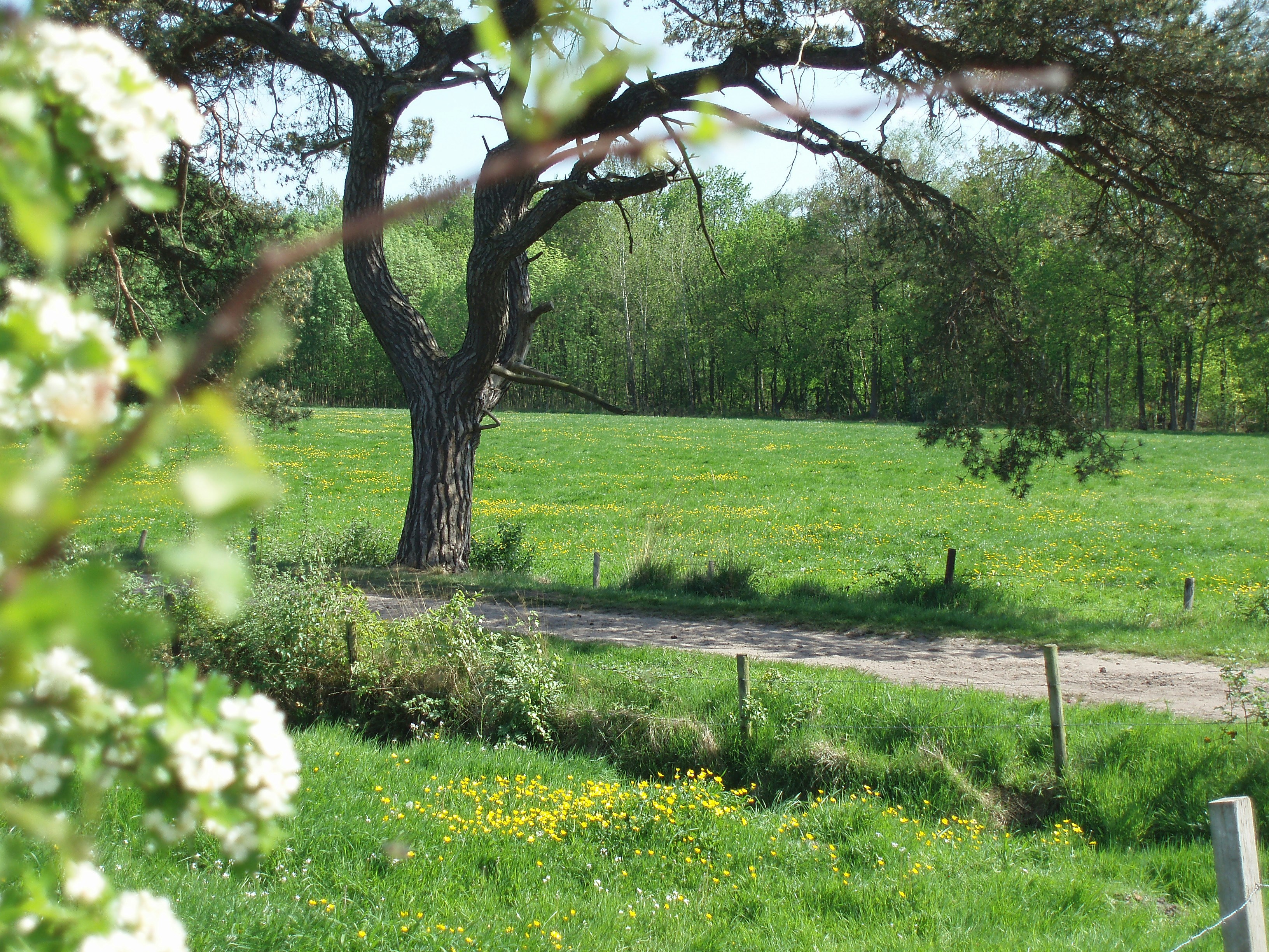 Photo by glaantingel