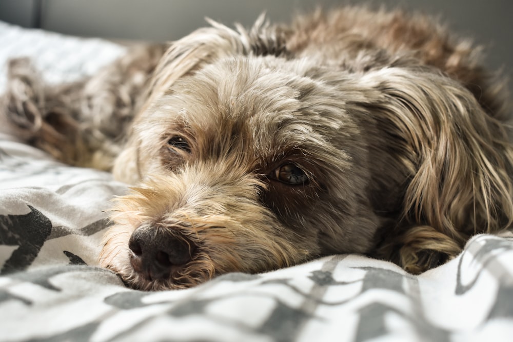 black and white long coated small dog lying on white and blue textile