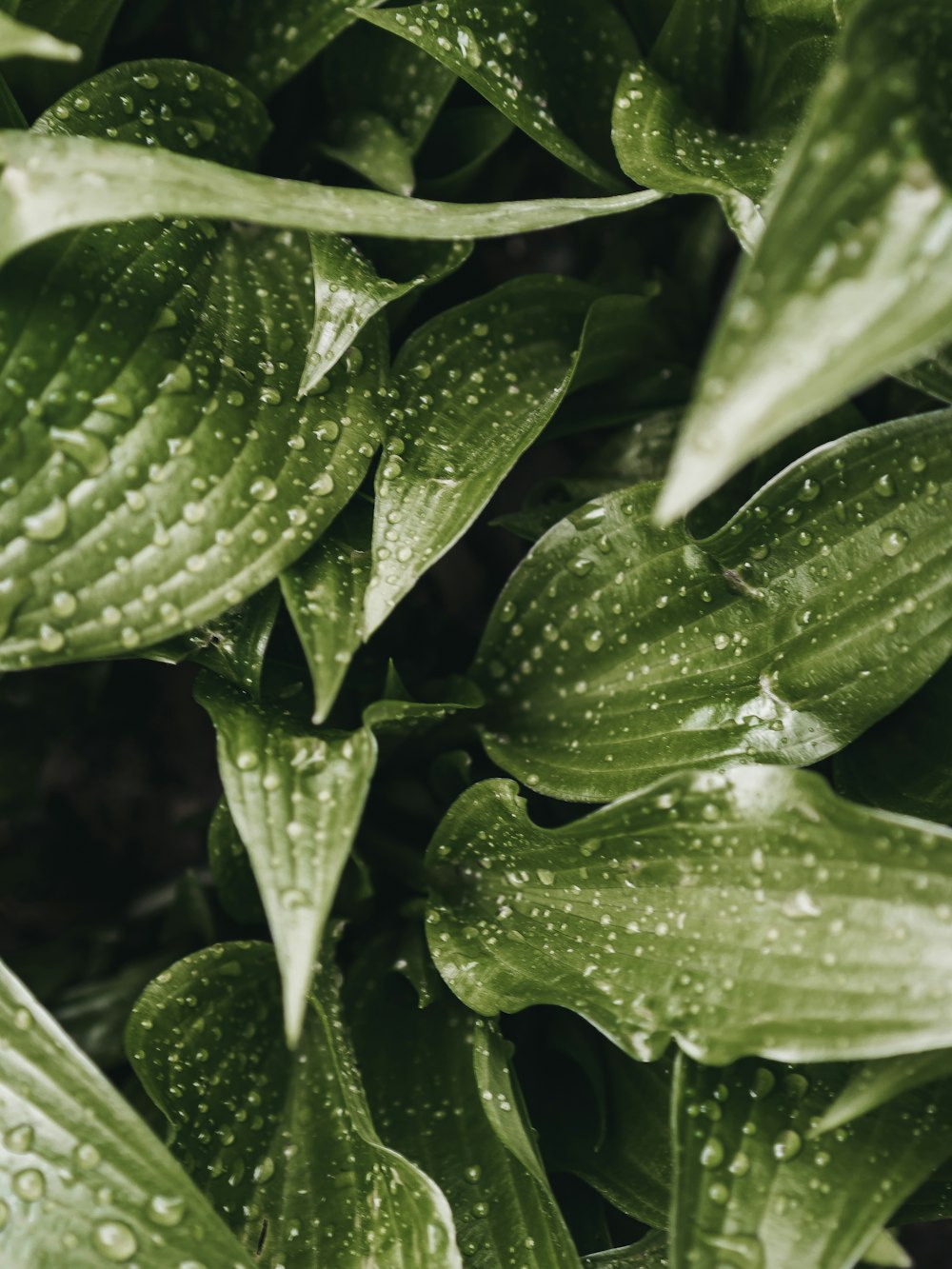 water droplets on green plant