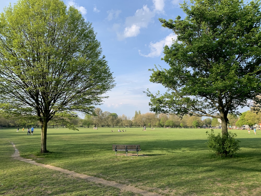 green grass field with trees under blue sky during daytime