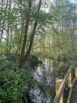 A serene forest scene with lush greenery surrounding a calm, reflective body of water. Tall trees with abundant leaves line the water&rsquo;s edge, casting reflections on the water surface. A wooden path or boardwalk leads into the scene, providing a clear route through the natural setting.