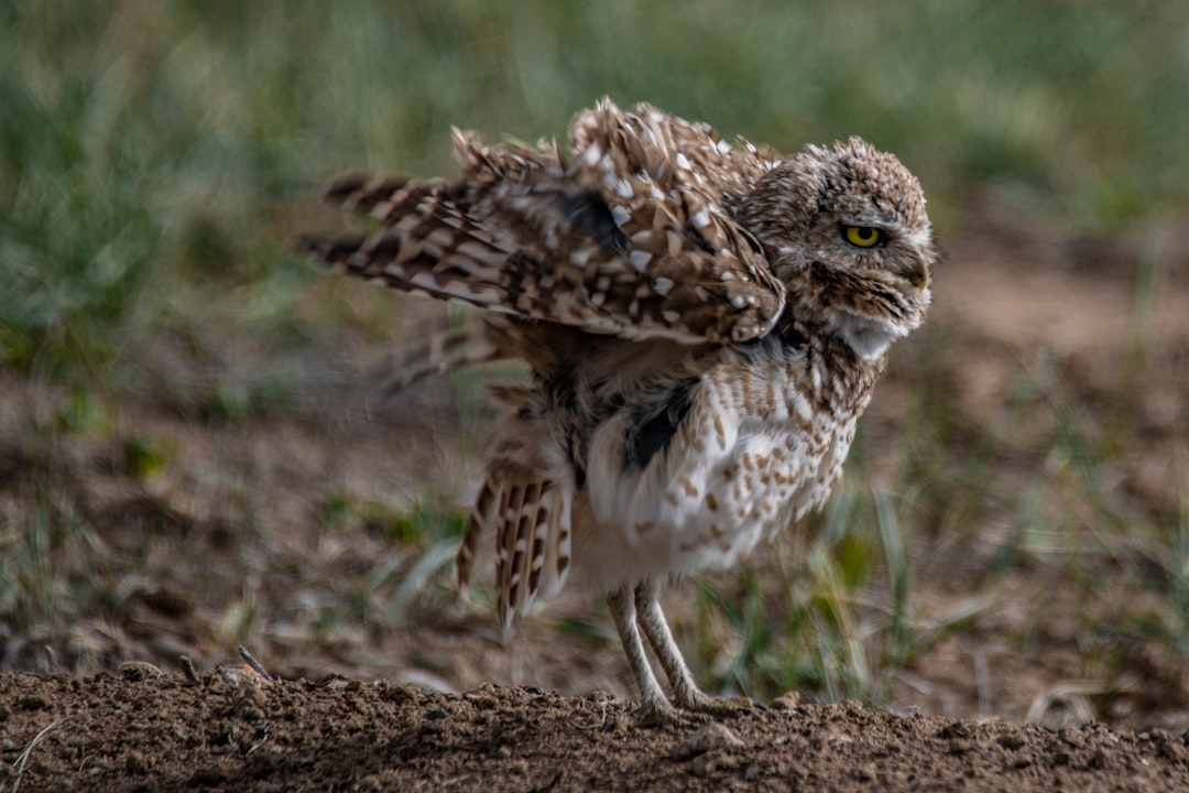 brown and white owl on brown soil during daytime