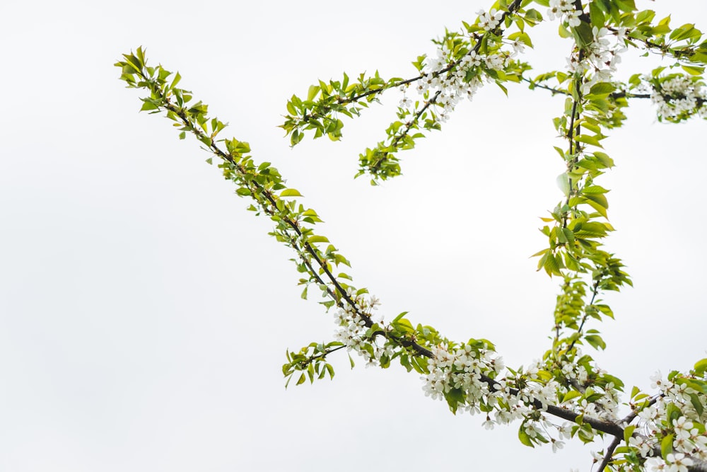 green leaves under white sky during daytime