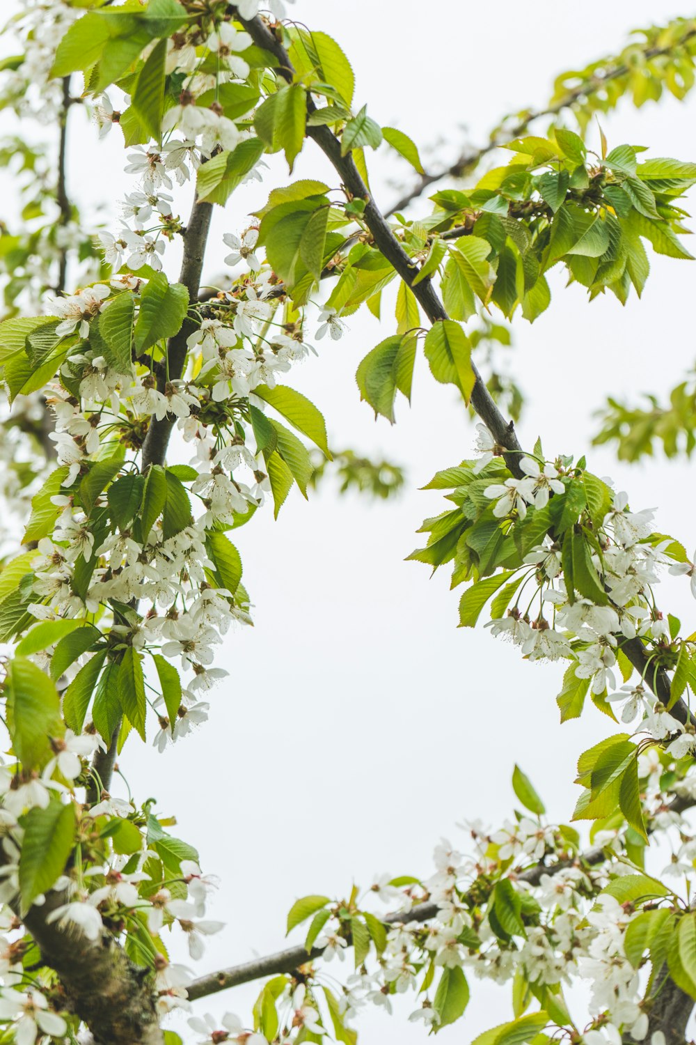 green leaves under white sky during daytime