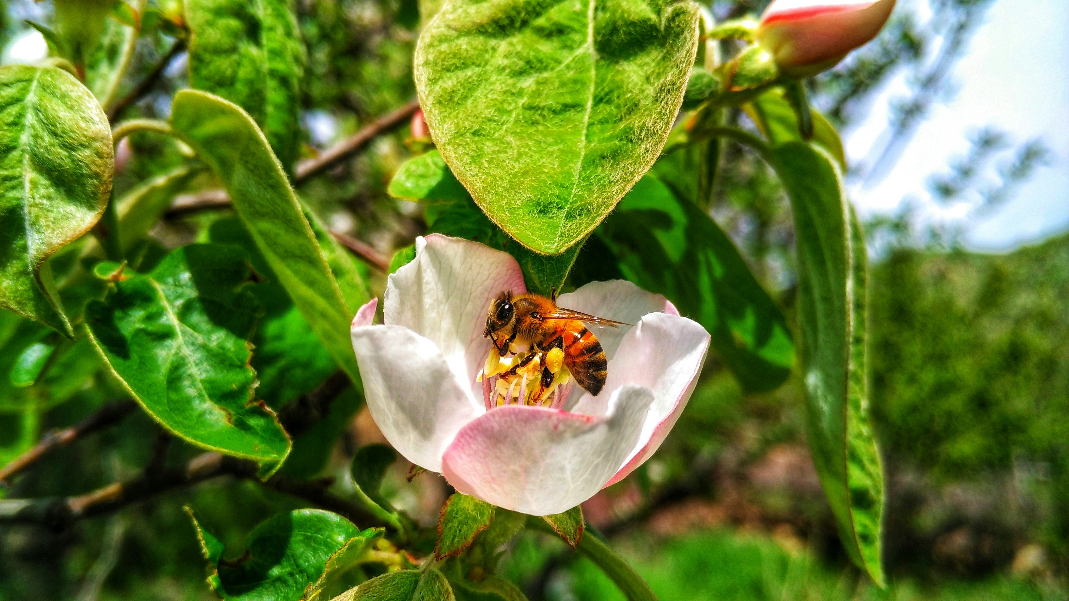도라지 배청 효능