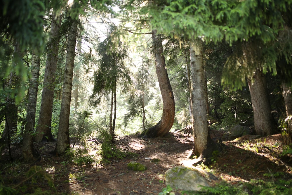 green trees on brown soil