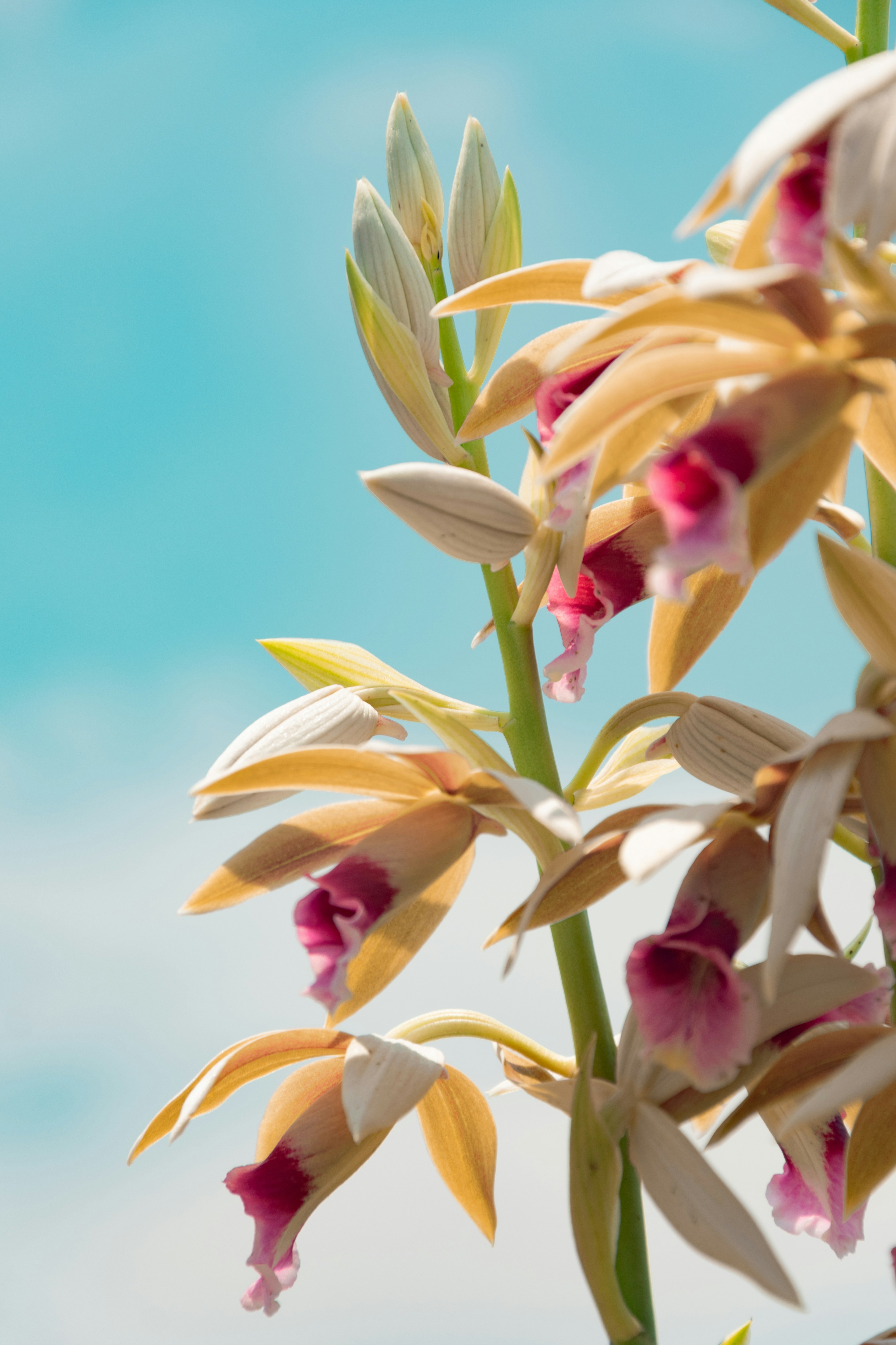 Close-up of a pale-yellow orchid with pink lips against a soft blue sky, highlighting delicate petals and structure.