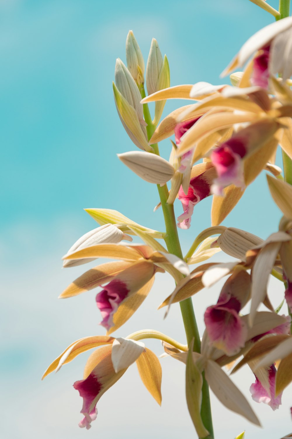 white and purple flowers under blue sky during daytime