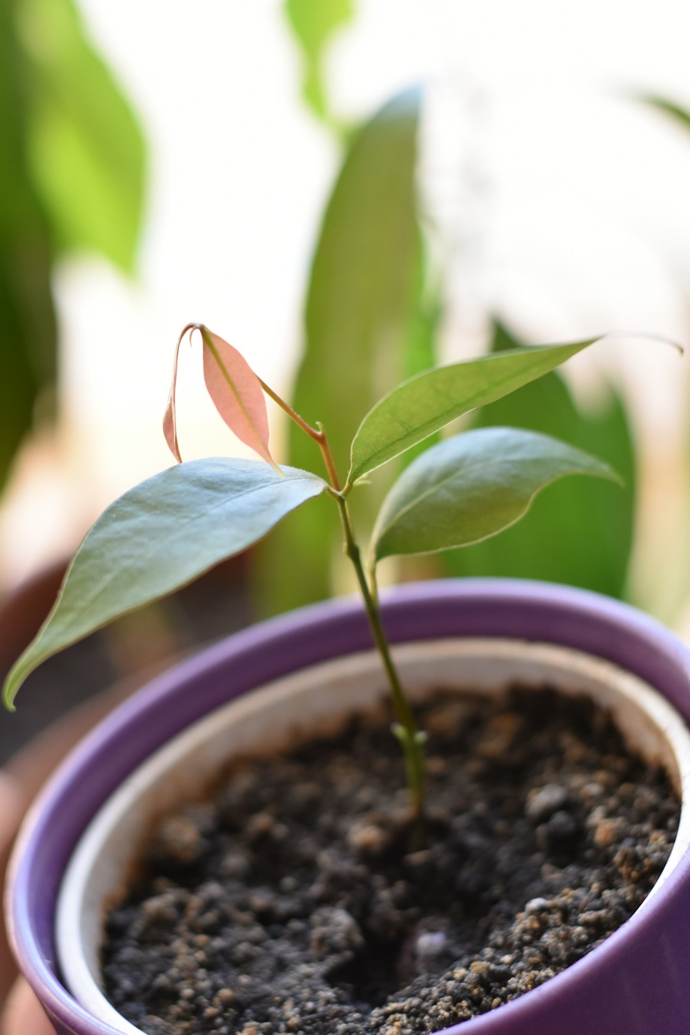 green plant on blue ceramic pot