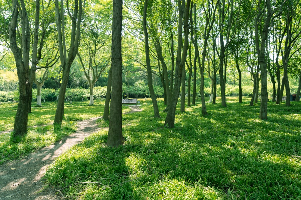 green grass and trees during daytime