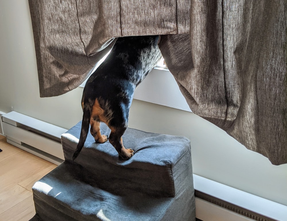 Perro de pelo corto negro y marrón acostado sobre tela gris