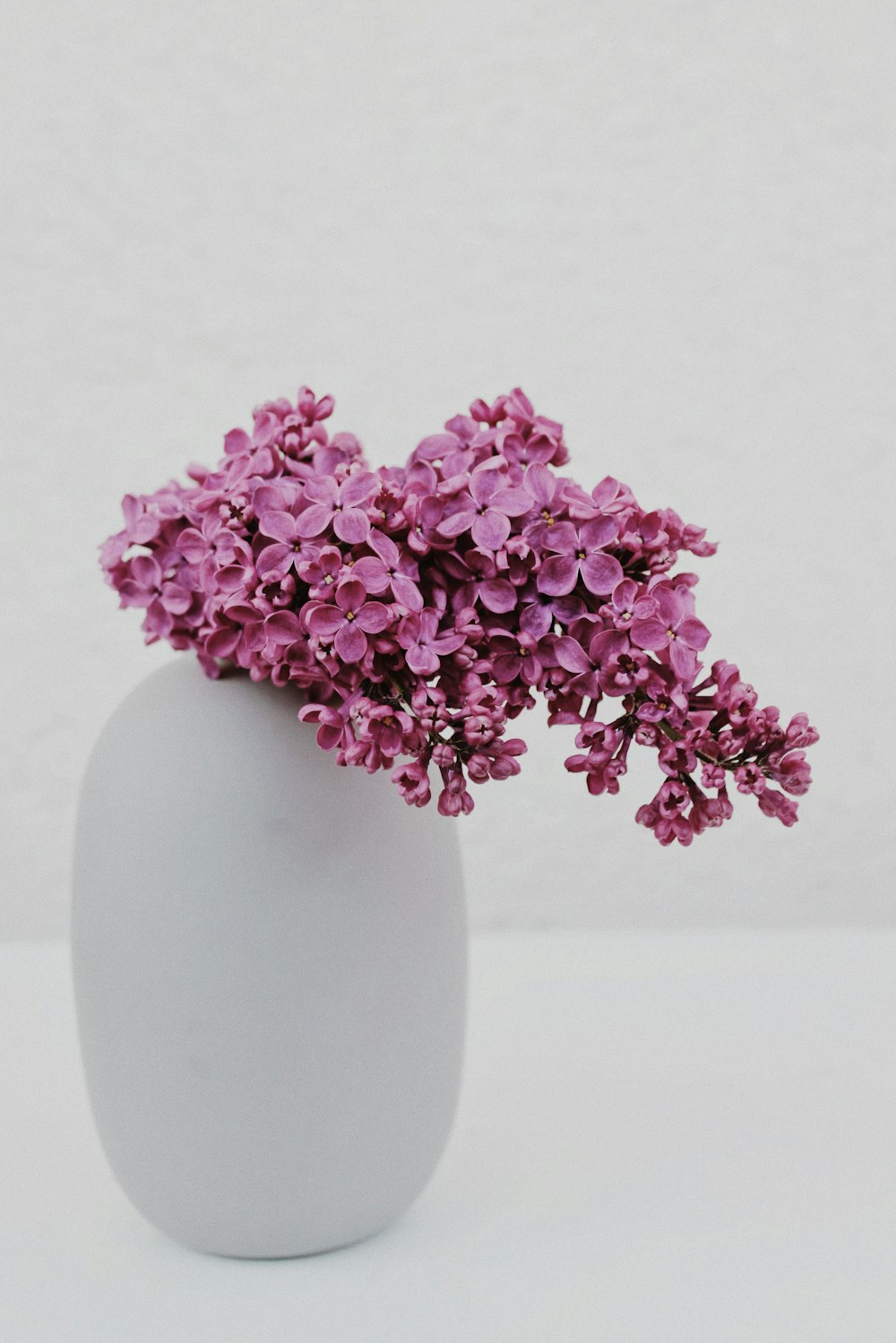 pink flowers in white ceramic vase