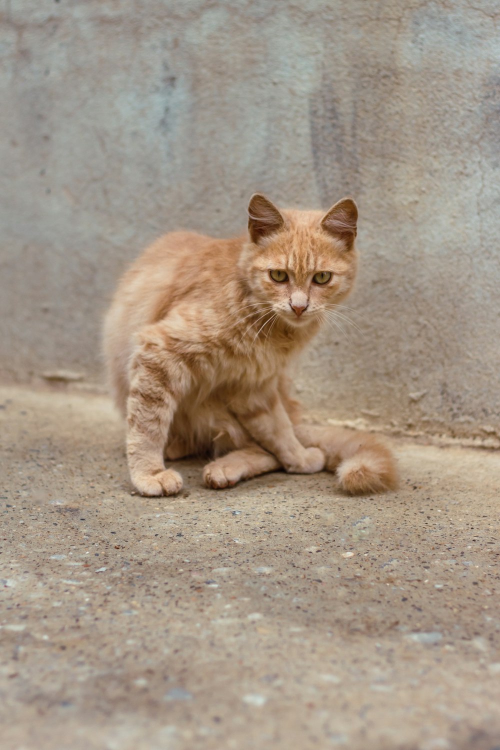 orange tabby cat on gray concrete floor