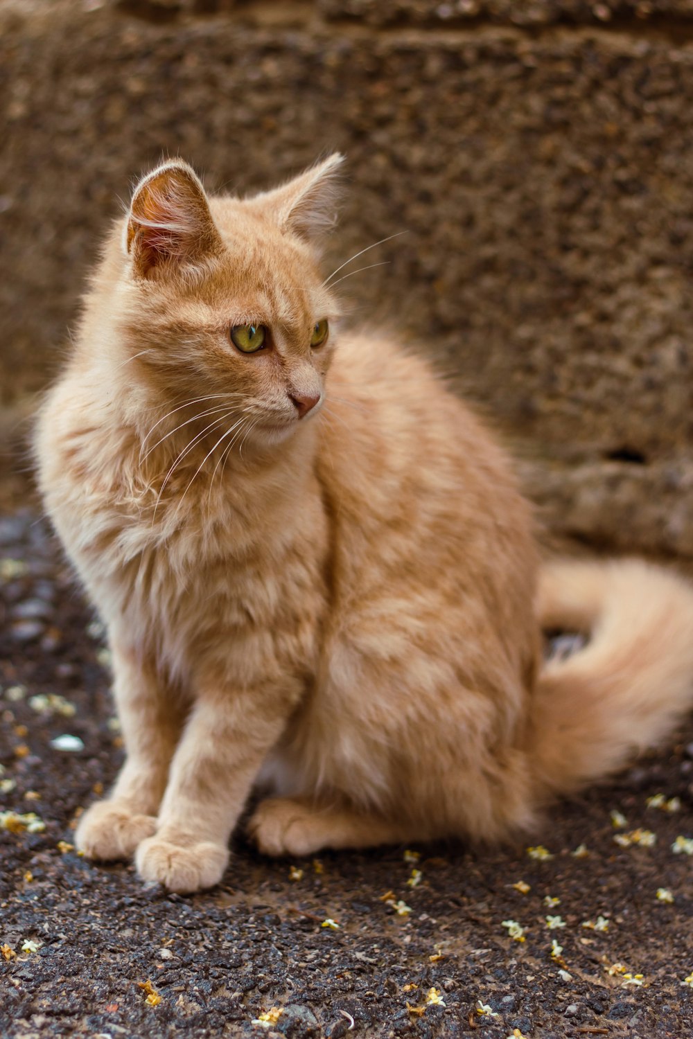 orange tabby cat on black and gray ground