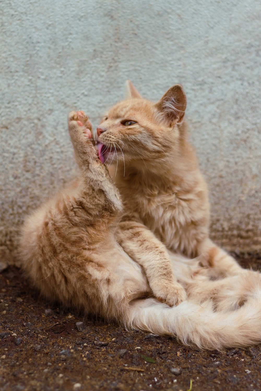 orange tabby cat lying on gray carpet