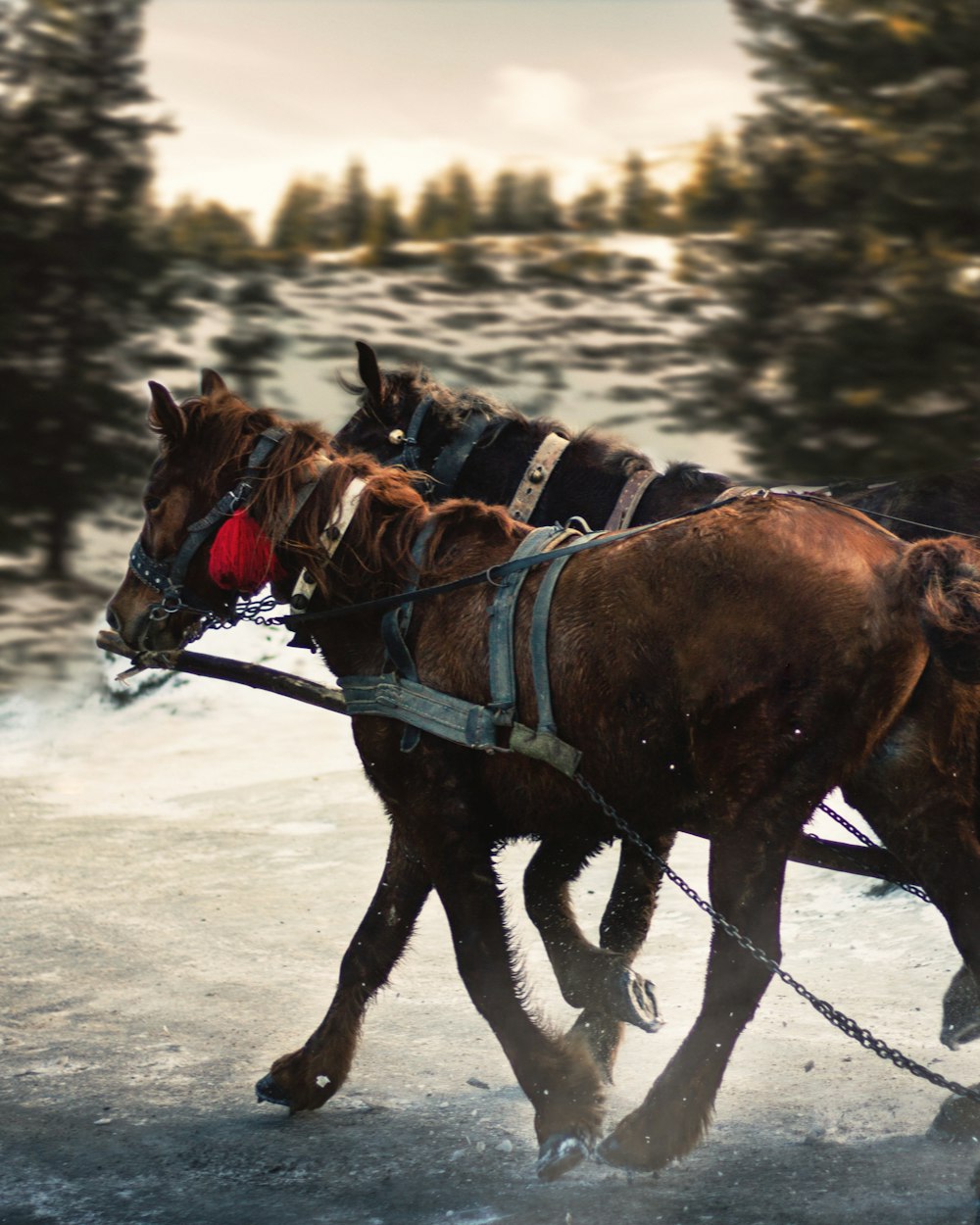 brown horse with black leather saddle on snow covered ground during daytime