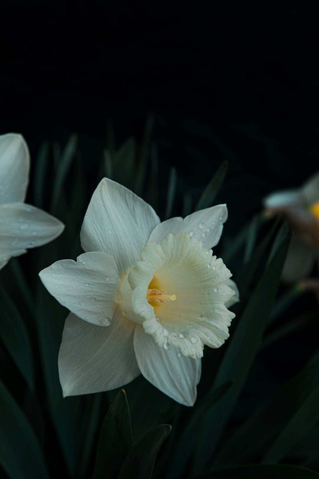 white flower with yellow stigma