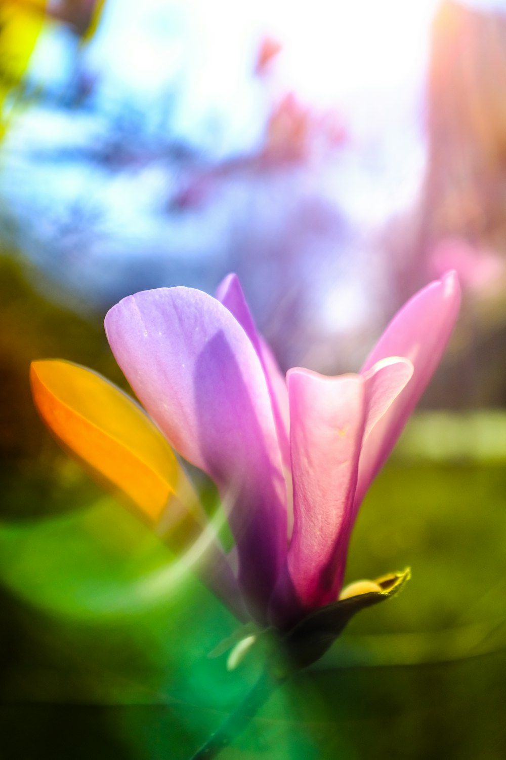 pink flower in tilt shift lens