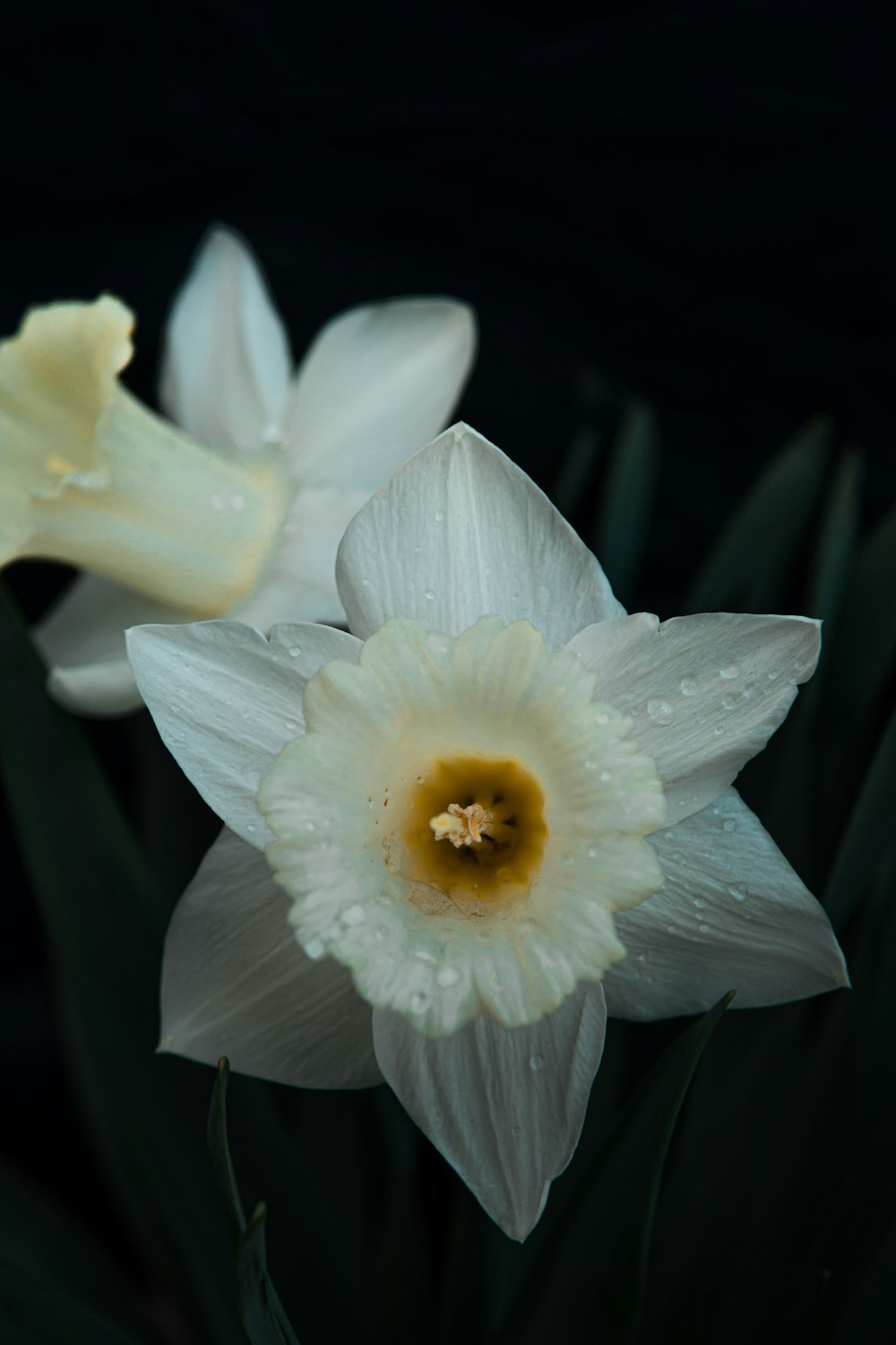 white flower with yellow stigma