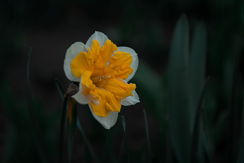 yellow flower in tilt shift lens