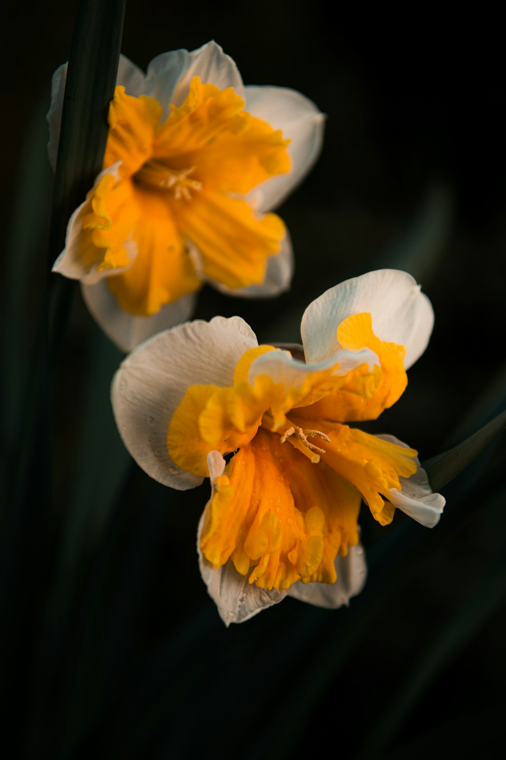 flor amarilla y blanca en fotografía de primer plano