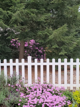 A white picket fence runs horizontally in front of vibrant green pine trees. In front of the fence, a lush garden displays clusters of bright pink flowers and various green foliage. Purple flowers and shrubs add to the garden's diversity, creating a serene and picturesque outdoor scene.