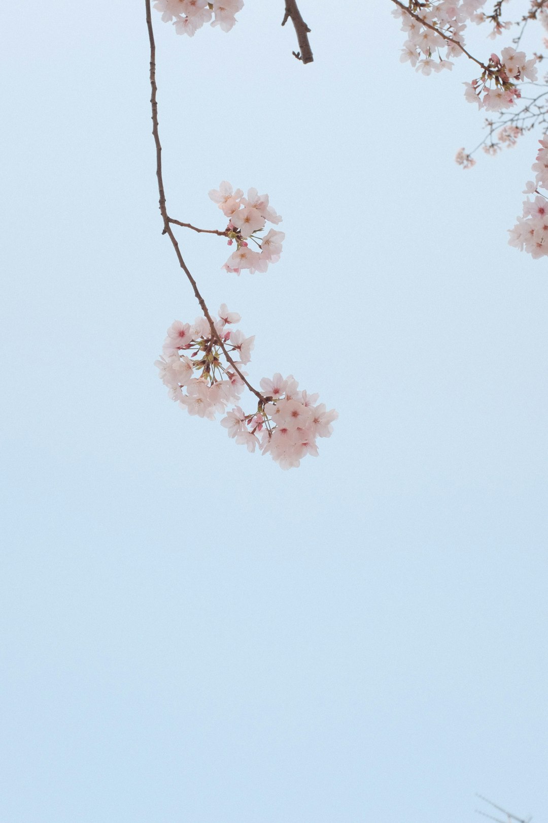 pink cherry blossom in bloom during daytime