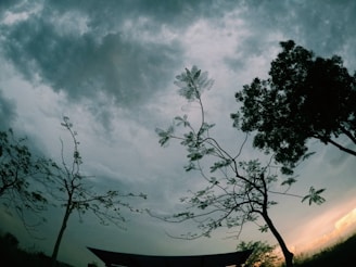 Silhouettes of twisted trees against a stormy sky, casting ominous shapes.