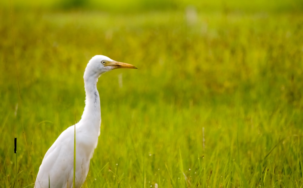 uccello bianco sul campo di erba verde durante il giorno