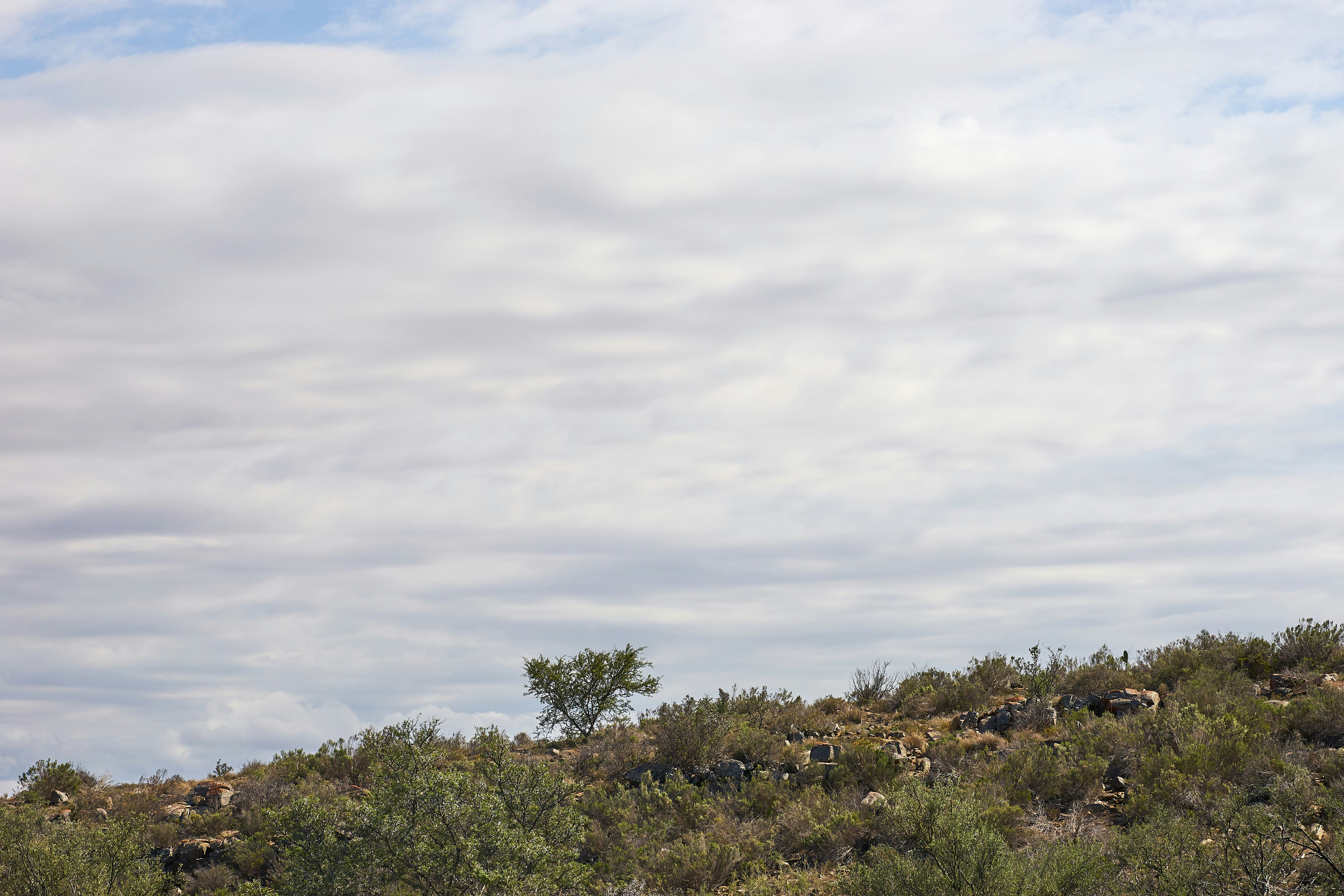 Photo by wolfgang_hasselmann