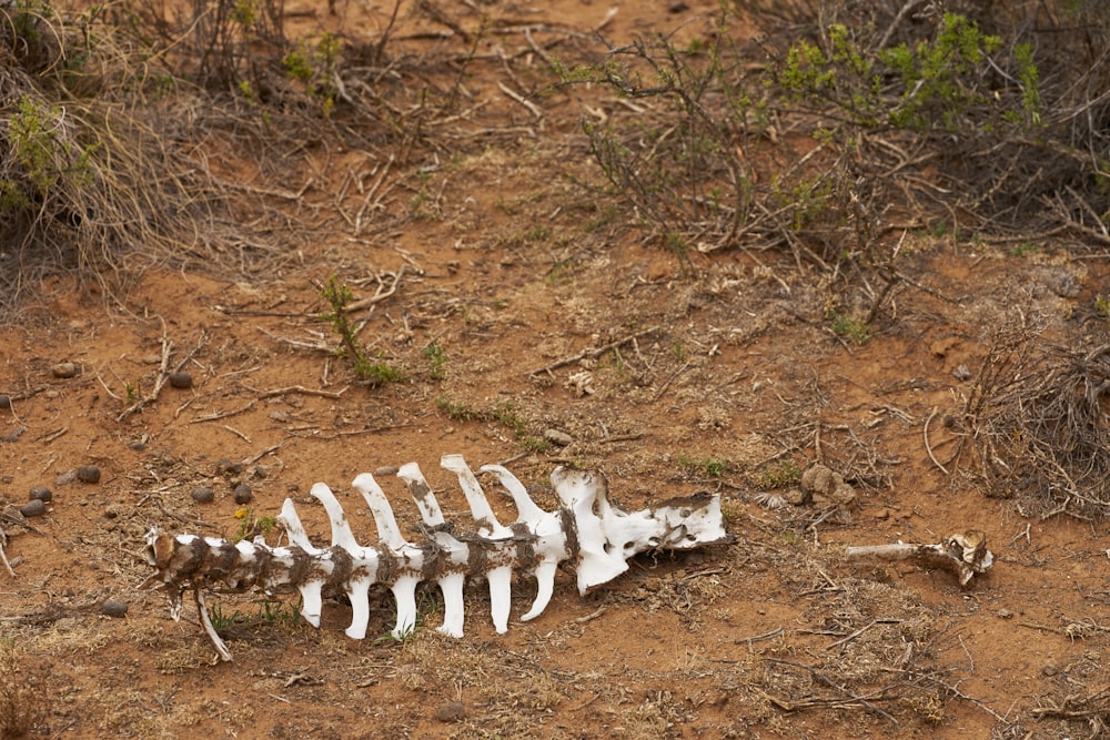 white plastic skeleton hand decor