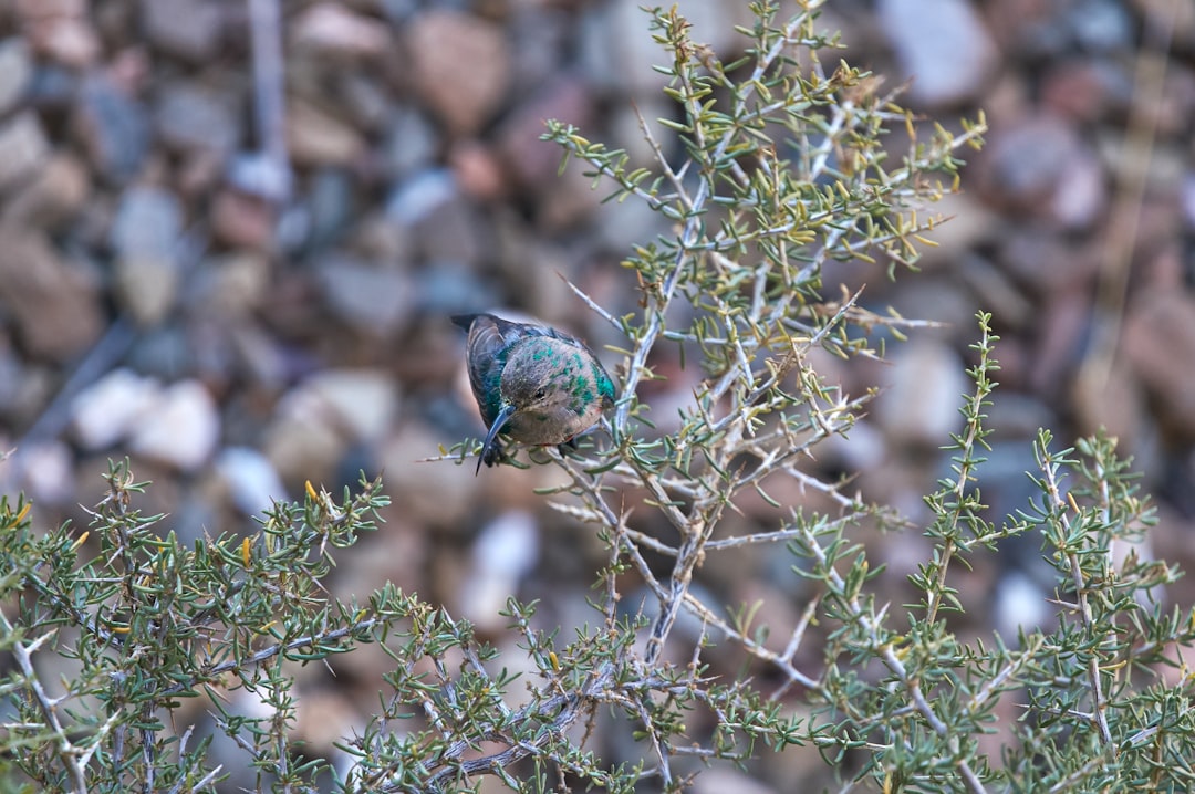 blue and brown bird on brown tree branch during daytime